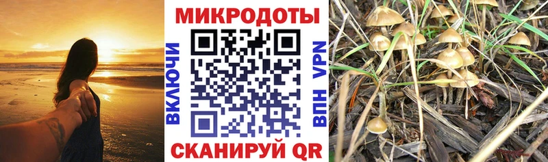 Купить где  Галич  Псилоцибиновые грибы Magic Shrooms 